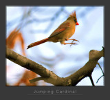 Jumper