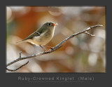 kinglet_1