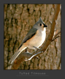 Tufted Titmouse