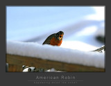 American Robin