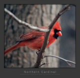 Cardinal