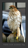 Hawk