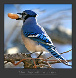 Blue Jay