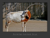 Scimitar-horned Oryx