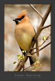 Cedar Waxwing