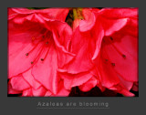 Azaleas