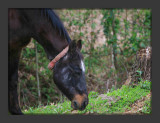 A Black Horse