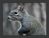 Squirrel_1