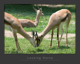 Locking Horns