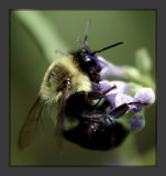 Bumble Bee