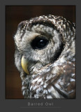 Barred Owl