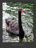 Black Swan