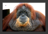 Orangutan