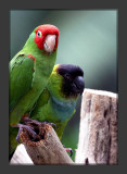 Parrots