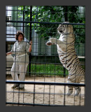 Tigers10