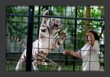 Tigers11