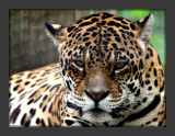 Jaquar