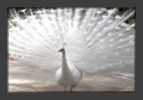 Peacock_1