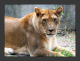 Lioness