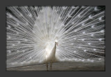 White Peacock