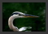 Great Blue Heron Portrait