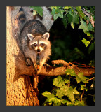 Raccoon