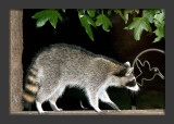 Raccoon_1