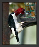 Red-Headed Woodpecker