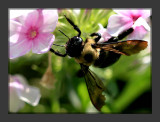 Bee2