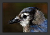 Blue Jay