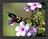 Bee1