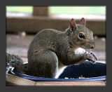 Munching Squirrel
