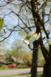 Flowering Dogwood I