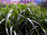 Botanisk 15.08.06.JPG