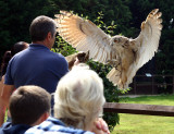 Sussex Falconry Centre