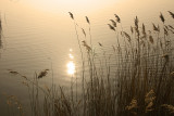 reeds.jpg