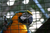 Eye of the Macaw