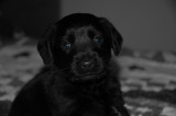 Fred at 4 weeks old