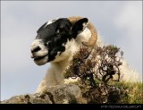 Scottish Goat