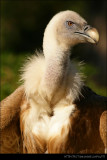 Griffon