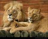 Lions