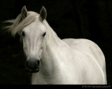 White horse