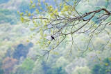 Red Wing BlackBird