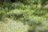 Eastern BlueBird (Female)