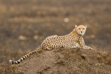 Cheetah Masai Mara 01.jpg