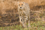 Cheetah Masai Mara 03.jpg