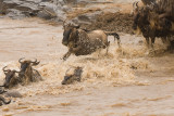 Wildebeest Migration - Masai Mara 05.jpg