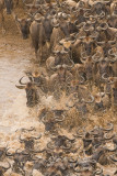 Wildebeest Migration - Masai Mara 07.jpg