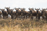 Wildebeest Migration - Masai Mara 10.jpg