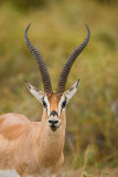 Gazelles, Impalas, Other Antelope